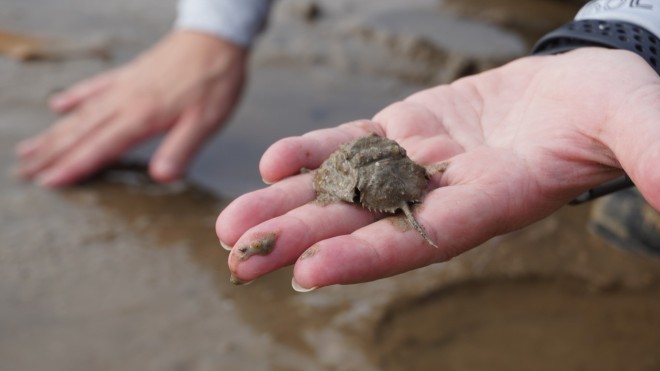 A wildlife juvenile horseshoe crab is found.